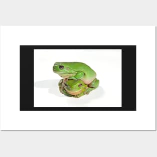 two litoria caerula green tree frogs one on top of the other Posters and Art